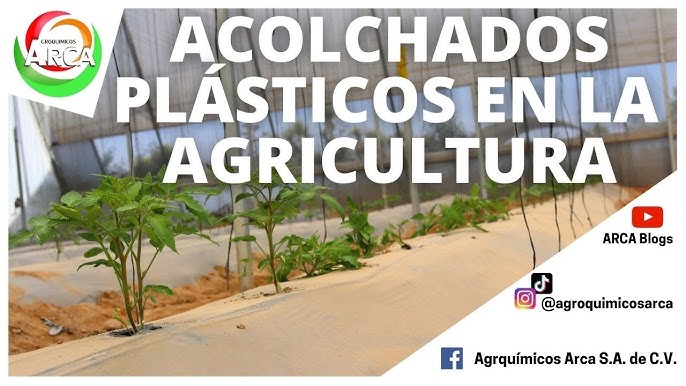 Ventajas de la plasticultura para el cultivar patatas - Agriplastics  Community