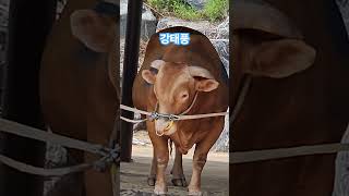 #싸움소 #강태풍 #22회차 #출전대기 #청도소싸움 #진주대회 8강 #겜블 #대박나길