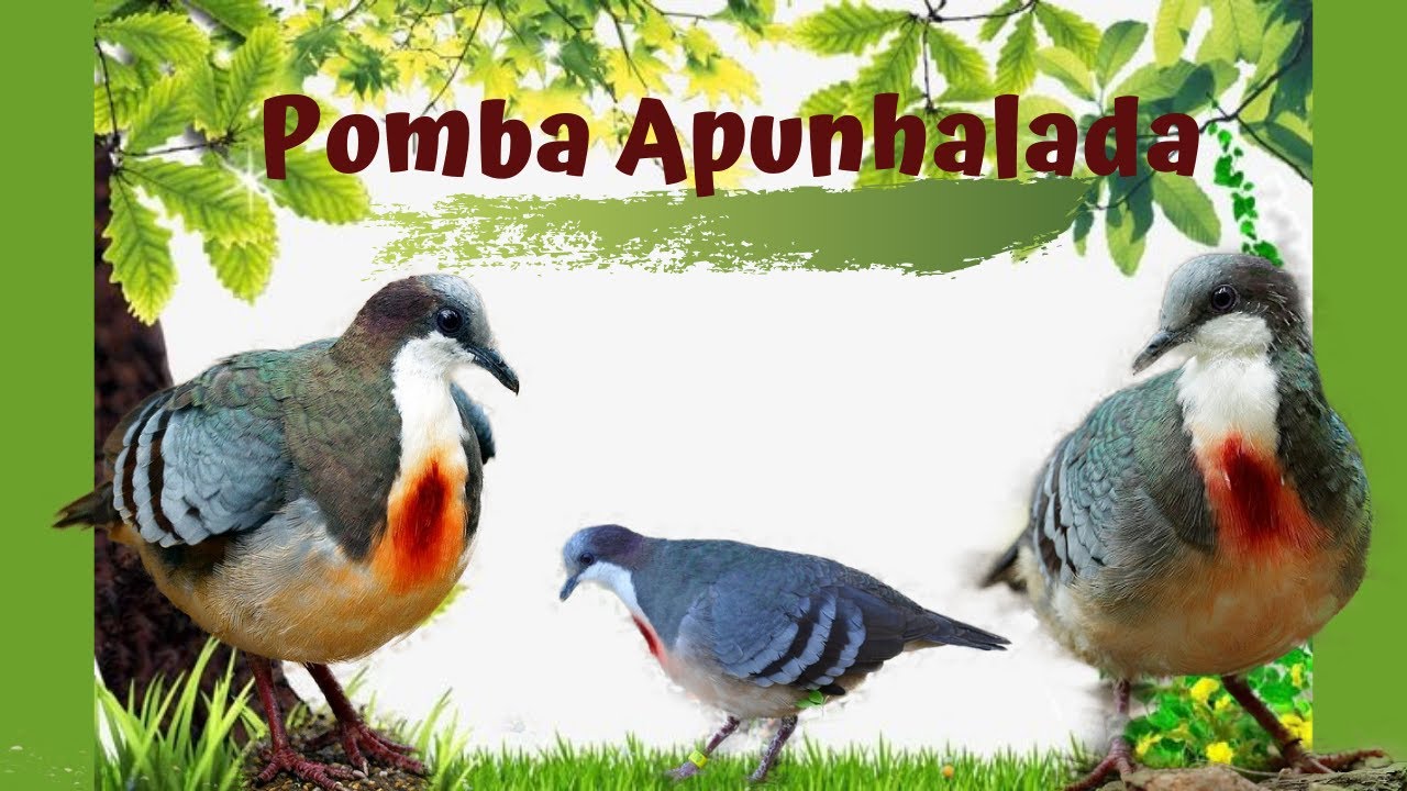 Pombo-apunhalado, Pombo-apunhalado Gallicolumba luzonica Vi…