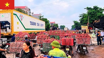 Chợ Vải 17/6/2025: TẮC ĐƯỜNG Đặc Sản Quê Tôi Mỗi Khi Mùa Vải Chín.