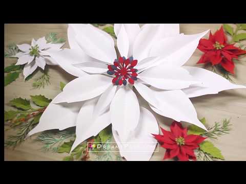 Video: Sifat Magis Poinsettia