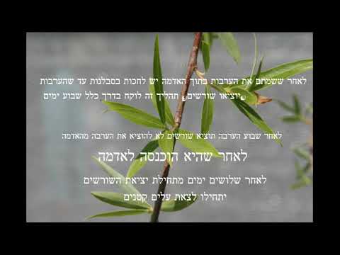 וִידֵאוֹ: ערבה לבנה