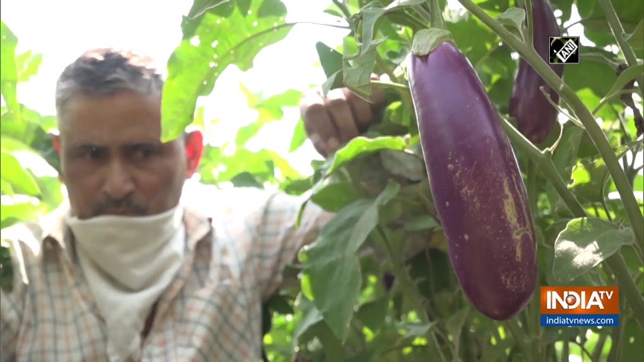 `Jeevika` benefits Udhampur farmers by doubling their income