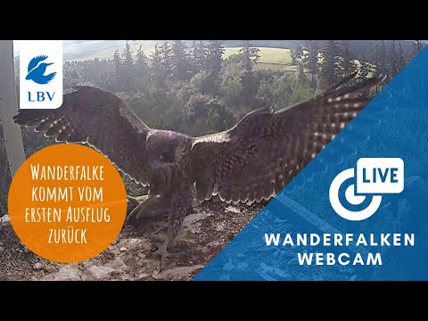 Wanderfalke kommt nach ersten Ausflug zurück | LBV Wanderfalkenwebcam 2022