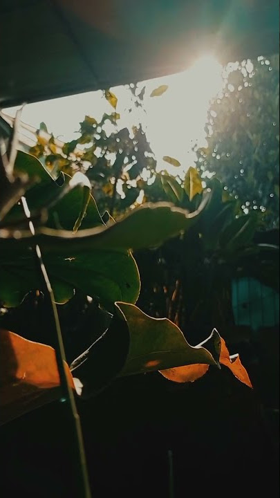 CINEMATIC PAGI HARI | Story wa 30 detik