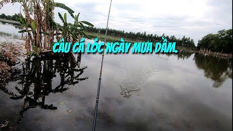 Câu cá lóc mùa lũ (P31). Ngày mưa bão.Thợ săn cá lóc.