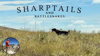 Sharptails and Rattlesnakes! First Hunt of the Year!