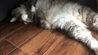 やっぱりコタツが好きな猫 ノルウェージャンフォレストキャット A cat that likes kotatsu.Norwegian Forest Cat.