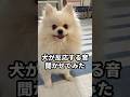 ①【犬が反応する音】って本当⁇