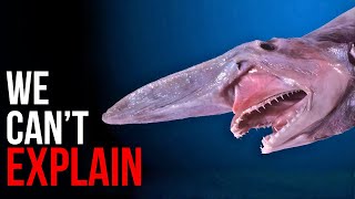 These Deep-Sea Creatures Should NOT Exist