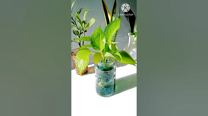 DIY Neon Pothos / Pebbles #shorts #pothos #pebbles #diy