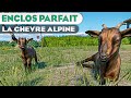 Enclos de la chvre alpine  les enclos parfaits  pisode 148  planet zoo