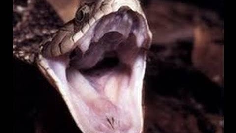 Snake Bytes TV - Deadly Monster Snake In Woods!