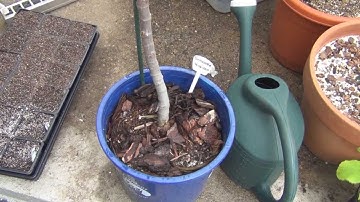 Root bound Barnissotte fig tree