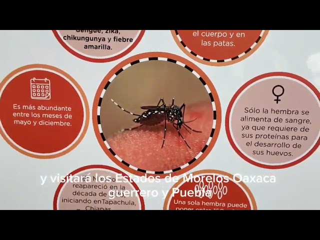 Inicia la Cruz Roja exhibición sobre el mosco del dengue, esta enfermedad y sus síntomas