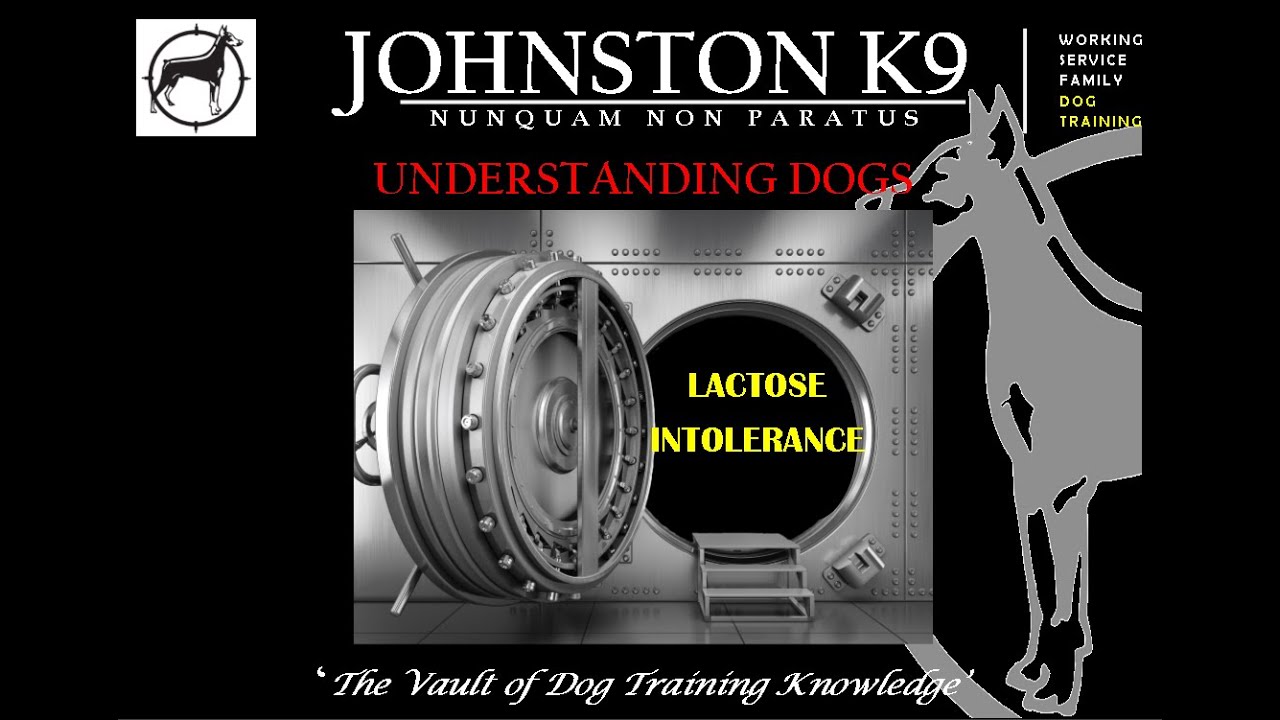 Understanding Dog Illness Lactose Intolerance YouTube