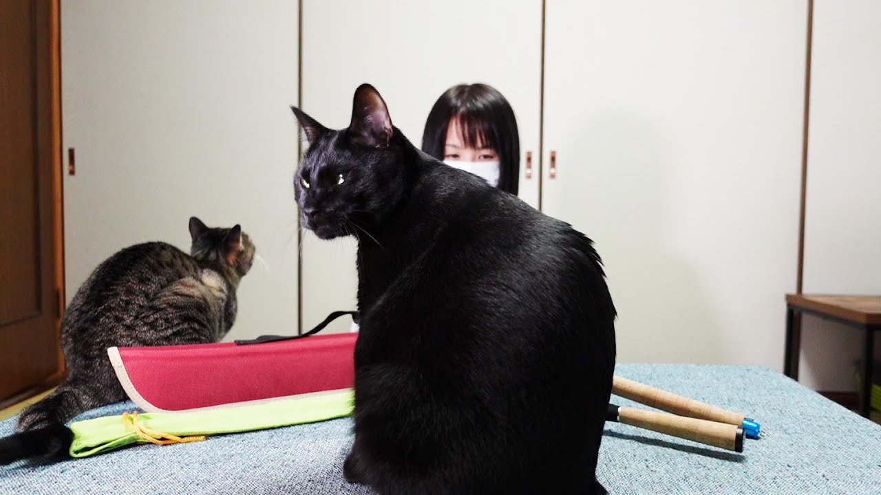 リール派の猫と竿派の猫 Youtube
