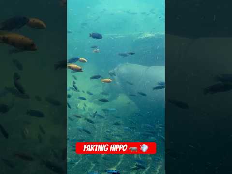 Hippo Farts Underwater Animals Zoo Nature