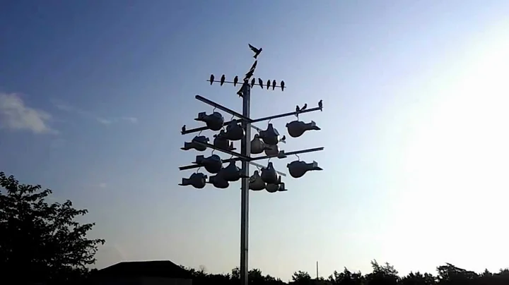 Purple Martin population explosion in Hutto Texas ...