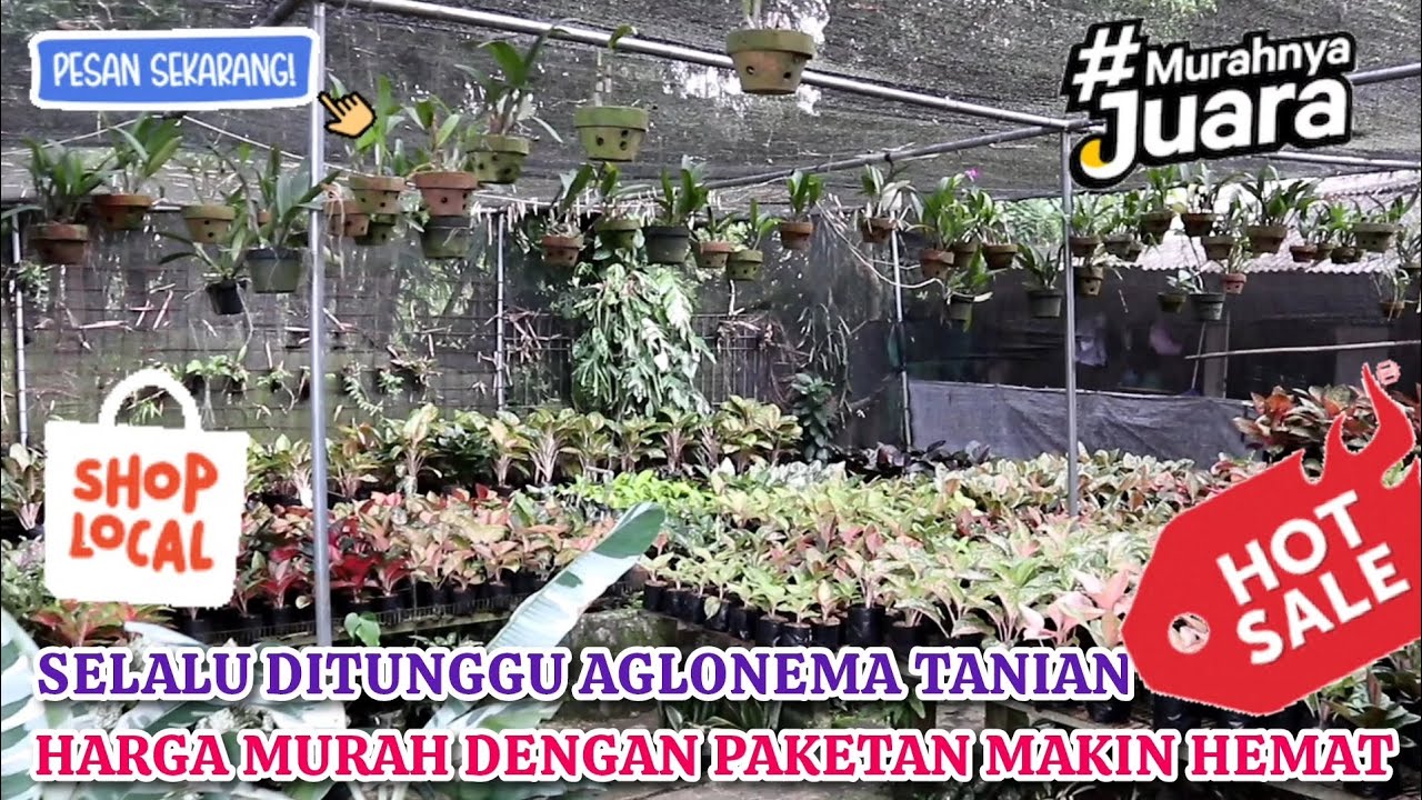 TANIAN  AGLONEMA YG PALING DITUNGGU. HARGA MURAH MAKIN UNTUNG BELI BANYAK. DIJAMIN LOKALAN. Eps 1578