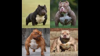 Sssb Da Den Child X Ccl Java - 3 Weeks - Extreme Pocket Bully