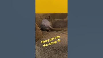 Cat On Catnip #catshorts #cat #zoomies #funnycats #sphynx #sphinx #caturday