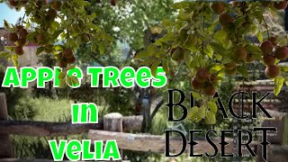 [BDO] Apple Trees in Velia | Apple Tree Location in Velia