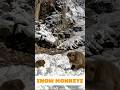 I Found Japan’s Hidden Winter Paradise | Snow Monkey Park Nagano