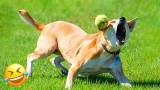 Funny Animal Videos 2023 😇 - Funniest Dogs and Cats Videos 😅 #8 by Funny Animals World 280,650 views 10 months ago 16 minutes