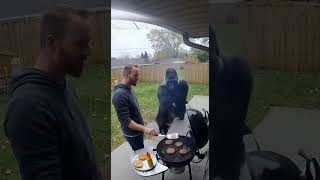 Gorilla steals a burger  #funny #viralshort #comedy #gorilla