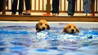 Canine Splash Sneak Preview Buffalo, NY