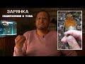 Саҳарқуш - Erithacus rubecula парвариши. Зарянка. Содержание и уход.