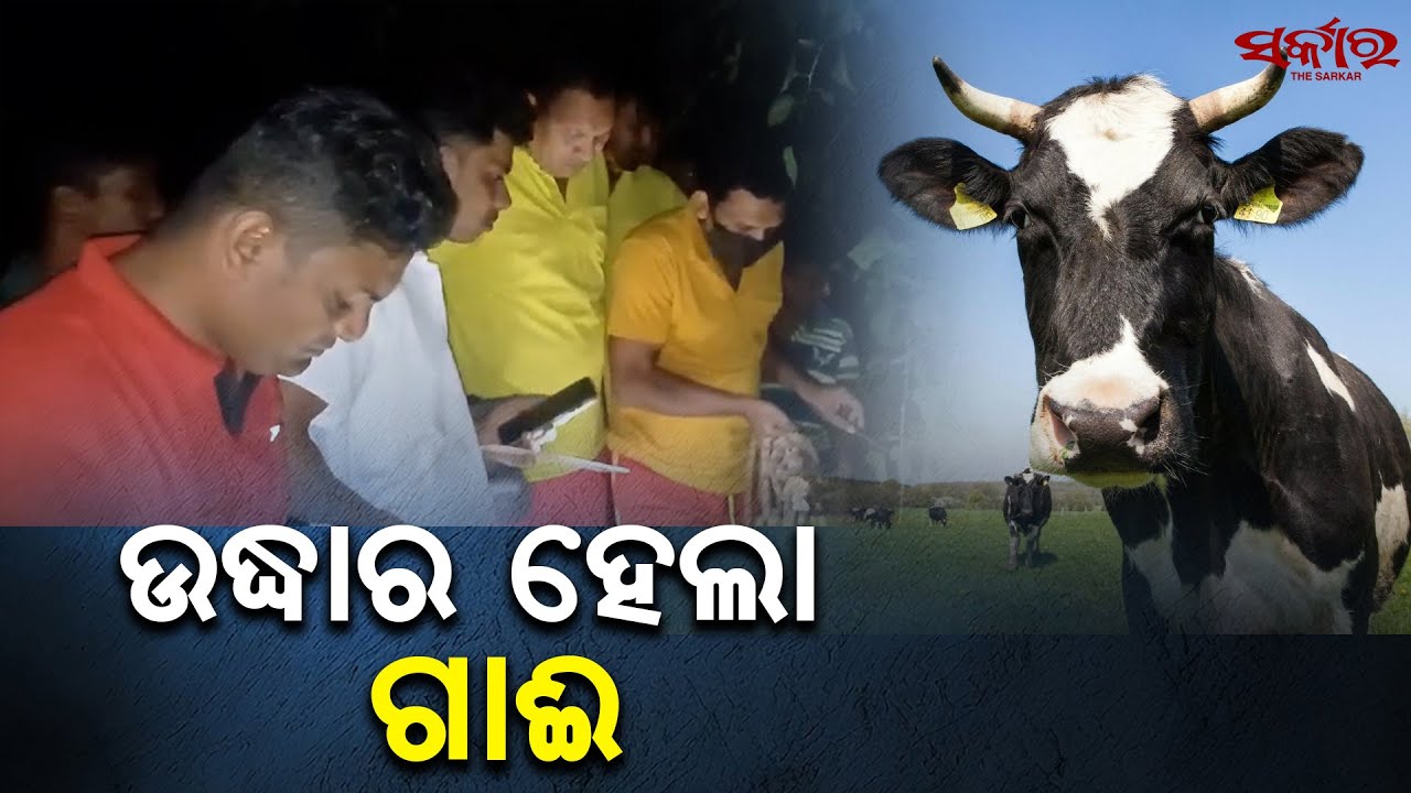 Cow Rescued from river - YouTube