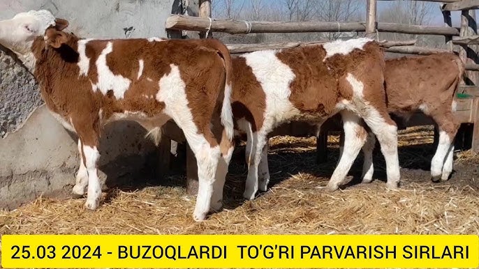 Aleksis Foks bilan porno tomosha qiling Jinsiy aloqada bolgan hamshiralar