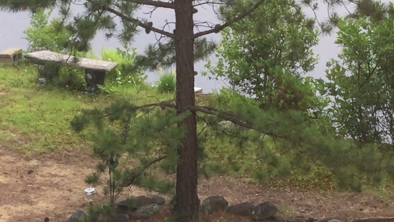 Mink diving off dock