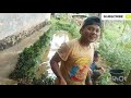 GOGO IKAN SAAT MUSIM KEMARAU BANYAK IKAN NILA GAYS 😱😱