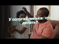 У попугая линька: что делать?