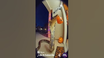 Big Python At The My Door . #python #halloween #pumpkin #trickortreat