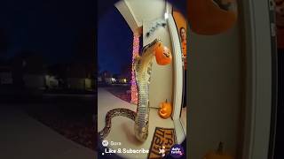Big Python At The My Door . #python #halloween #pumpkin #trickortreat