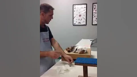 Jason Whitehurst talk on Longhair Cavies part 2