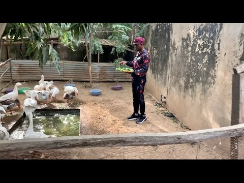 Goose Farming | Feeding the Goose Food | Chinese Goose Farming in Nigeria