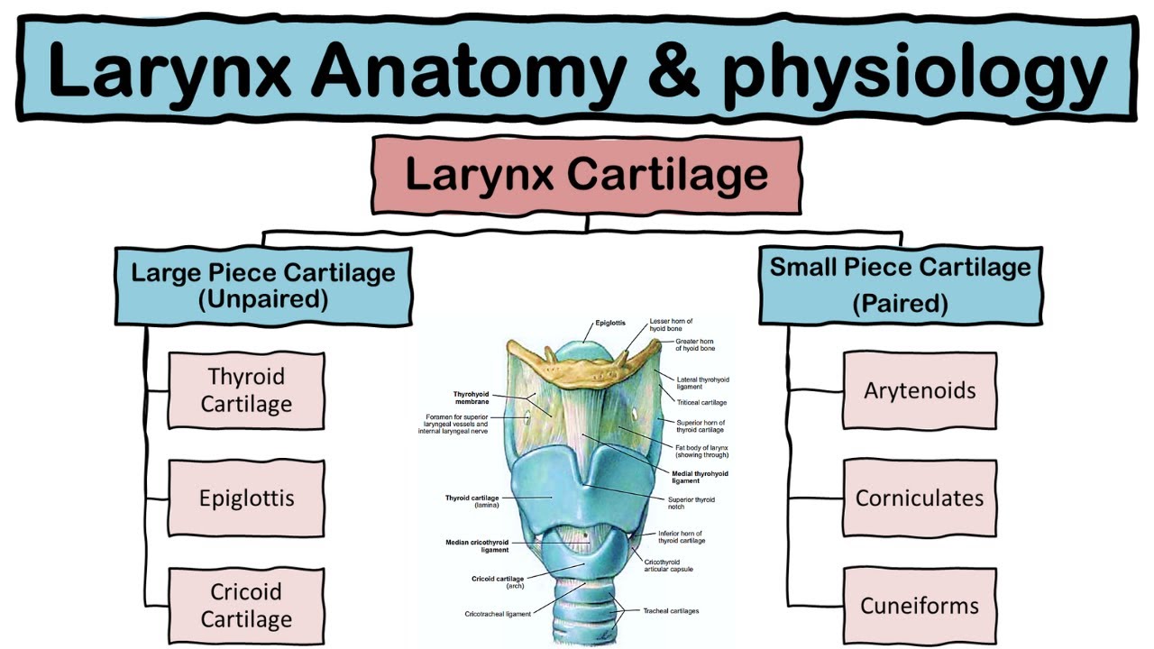 Larynx (Voice Box) Anatomy and Physiology Cartilages Functions