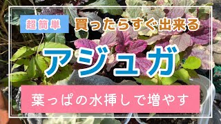 【ガーデニング】アジュガの花が８月に咲きました❣️大量生産中