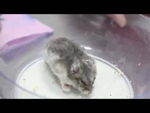 A very sick hamster was probably poisoned