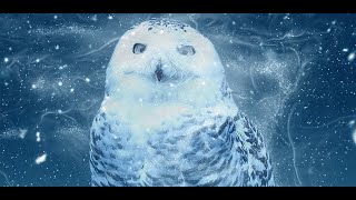 snow owl wallpaper screenshot 4