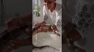 What do you think about keeping a snake as a pet?#pets #snake