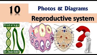 Practical Reproductive-Diagrams and photos