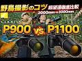 【野鳥撮影のコツ】P900-P1100徹底比較 AF設定をマスターすれば野鳥が綺麗に撮れる！ フルHD vs 4Kにも注目！【Nikon COOLPIX】