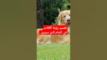 تفسير رؤية الكلب في المنام لابن سيرين 