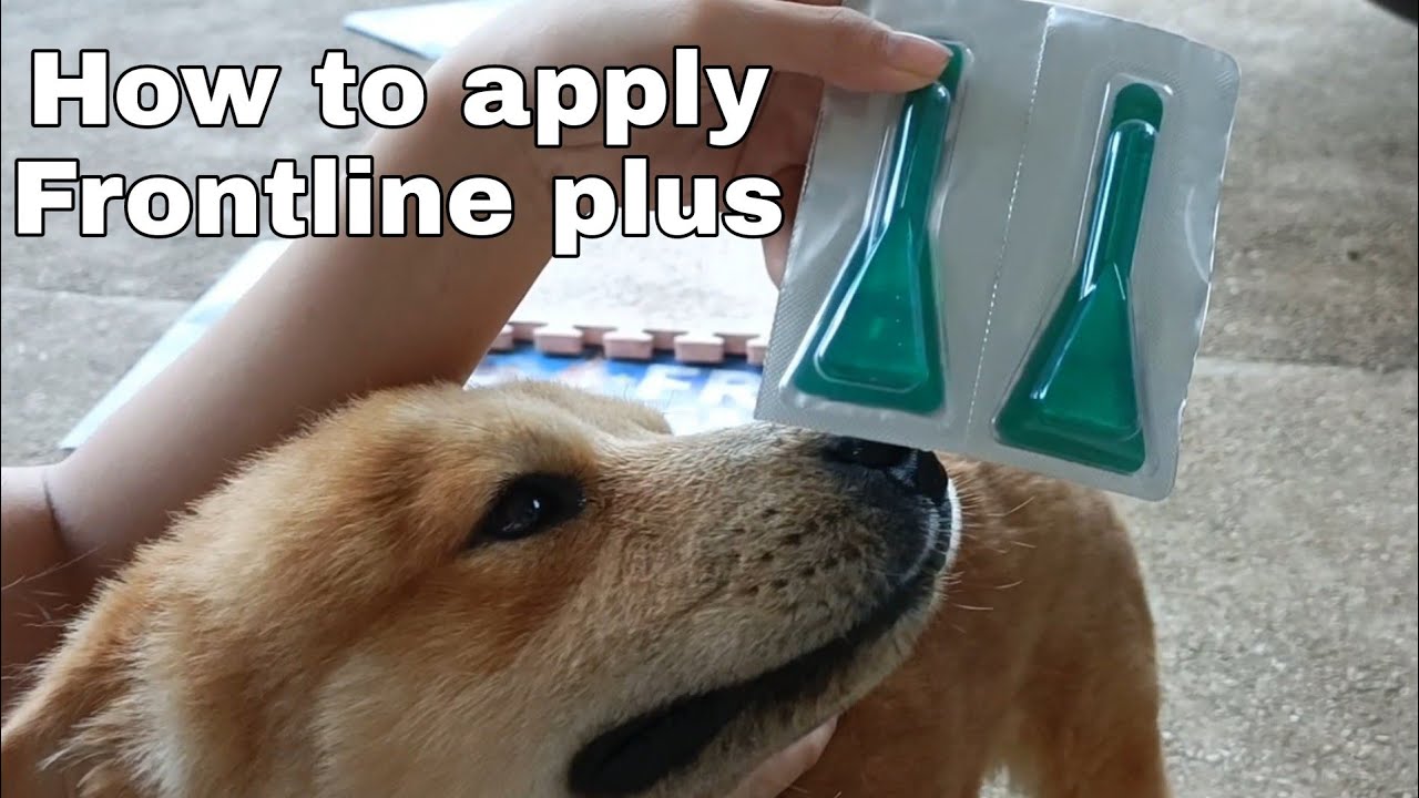 How to apply Frontline plus l full tutorial l Beaux Animaux - YouTube